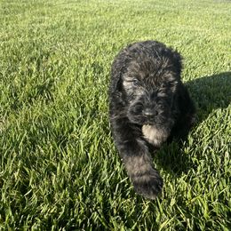 Giant Schnauzer Puppies from Schnauzer Ranch