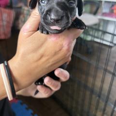 Dachshund Puppies from Lord Frank’s Mini Weeniers