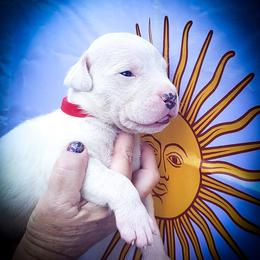 Girl 3 Gaia - White female Dogo Argentino puppy in San Diego, California from Debonair Dogos