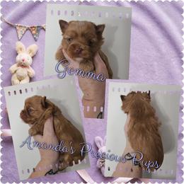 Gemma - Gold female Yorkshire Terrier puppy in Wartburg, Tennessee from Amanda's Precious Pups