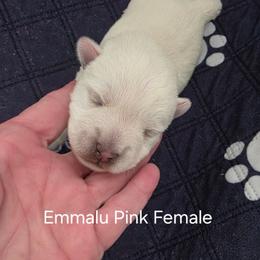 Pink Female - White female West Highland White Terrier puppy in Mayo, Florida from Carrot Tails LLC