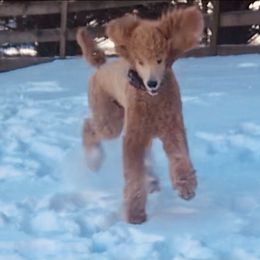 Poodle Puppies from Prissy Pants Poodles LLC