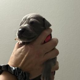 Great Dane All Grown Up from Dream Danes House of Cambridge Great Danes