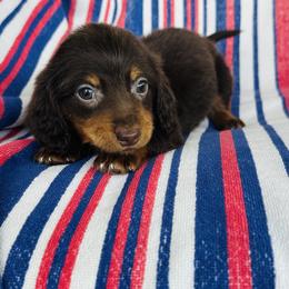 Boy 6 - Chocolate and tan male Dachshund puppy in Oklahoma from DRB Dachshunds