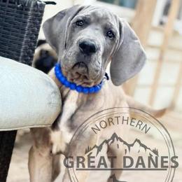 Thor - Fawn male Great Dane puppy in Sac City, Iowa from Northern Great Danes of Colorado & Iowa