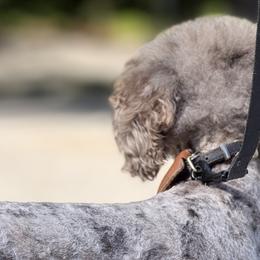 Old English Sheepdogs, Poodles, and Sheepadoodles from Love Tallulah Sheepadoodles LLC