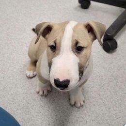 Bull Terrier Puppies from Lynn Hill Bull Terriers