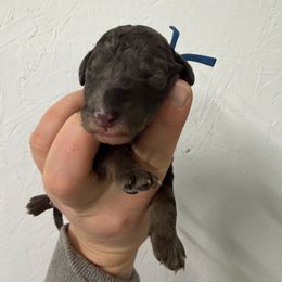 Olaf - Merle male Goldendoodle puppy in Windsor, Colorado from Front Range Family Doodles