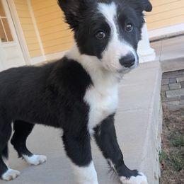 Fig - Black male Border Collie puppy in Raccoon, Kentucky from Skyline Border Collies