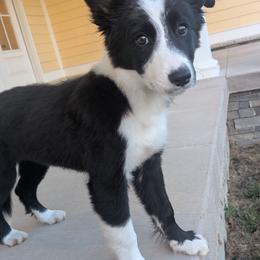Fig - Black male Border Collie puppy in Raccoon, Kentucky from Skyline Border Collies