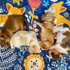 Russian Salon Dog puppies from Petit Bijou Biewer Terriers & Russian Salon Dogs