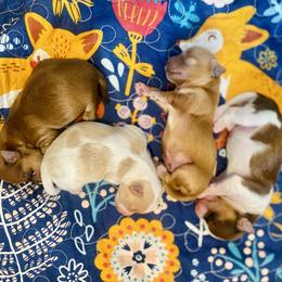 Russian Salon Dog puppies from Petit Bijou Biewer Terriers & Russian Salon Dogs