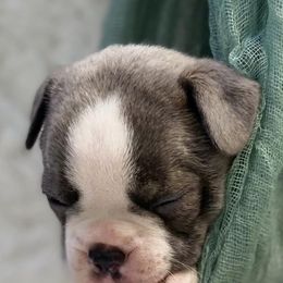 Boston Terriers from Bishop's Bostons