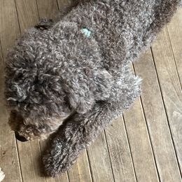 Enzo - Lagotto Romagnolo