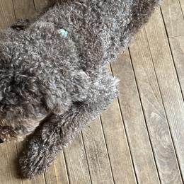 Enzo - Lagotto Romagnolo