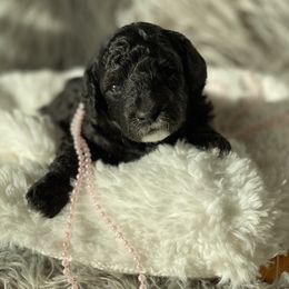Bernedoodle, Goldendoodle, and Aussiedoodle Puppies from Lakeside Doodles
