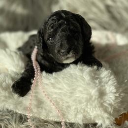 Bernedoodle, Goldendoodle, and Aussiedoodle Puppies from Lakeside Doodles