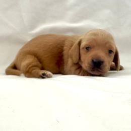 Hot pink - Red female Dachshund puppy in Silver Springs, Florida from DeMarsh's Dachshunds