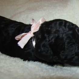 Goldendoodle and Poodle Puppies from David & Patricia Elliott