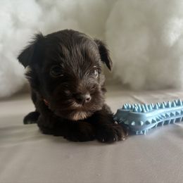 Muffin - Liver male Miniature Schnauzer puppy in Port St. Lucie, Florida from South Florida Miniature Schnauzers