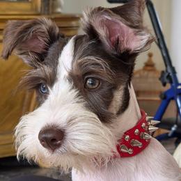 Astoria - Parti female Miniature Schnauzer puppy in Panama City, Florida from Emerald Coast Schnauzers