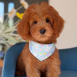 Mikey - blue - Red  male Goldendoodle puppy in Yuciapa, California from AlltheDoodlez_