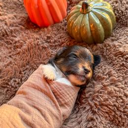 Cocoa - Black tri female Toy Australian Shepherd puppy in Inola, Oklahoma from Blue Stem Companions