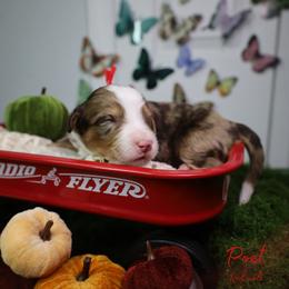 Poet 10th pick - Chocolate merle male Bernedoodle puppy in Fort Myers, Florida from Little Golden Farm