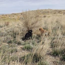 Labrador Retriever All Grown Up from White Mountain Kennels