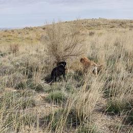 Labrador Retriever All Grown Up from White Mountain Kennels