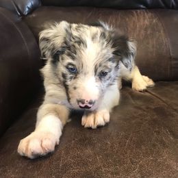 Border Collie Puppies from By Design Farm