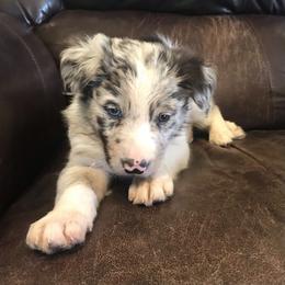 Border Collie Puppies from By Design Farm