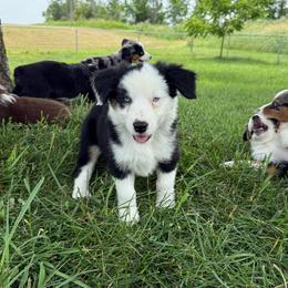 Zeke - Black & white male Miniature Australian Shepherd puppy in Marion, Michigan from Highland Hills Mini Aussies