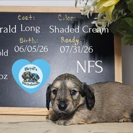 Fritzgerald - Cream male Dachshund puppy in Hoquiam, Washington from Heyd's Mini Dachshunds