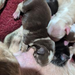 Agate - Merle male Chihuahua puppy in Casper, Wyoming from Coffey Chihuahua Café