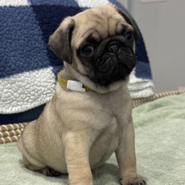 Yellow Collar - Girl - Fawn female Pug puppy in Troutman, North Carolina from Ohana Pugs