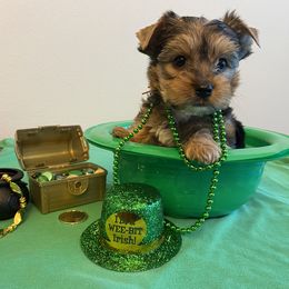 Boy 3 - Orange Collar - Black and tan Yorkshire Terrier puppy in Wesley Chapel, Florida from Stoneroad's Yorkies
