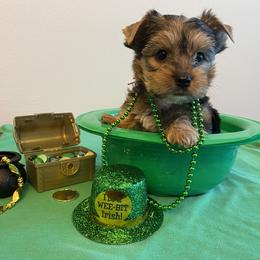 Boy 3 - Orange Collar - Black and tan Yorkshire Terrier puppy in Wesley Chapel, Florida from Stoneroad's Yorkies