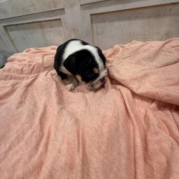 Bulldog Puppies from Bulldog's 4 Brothers