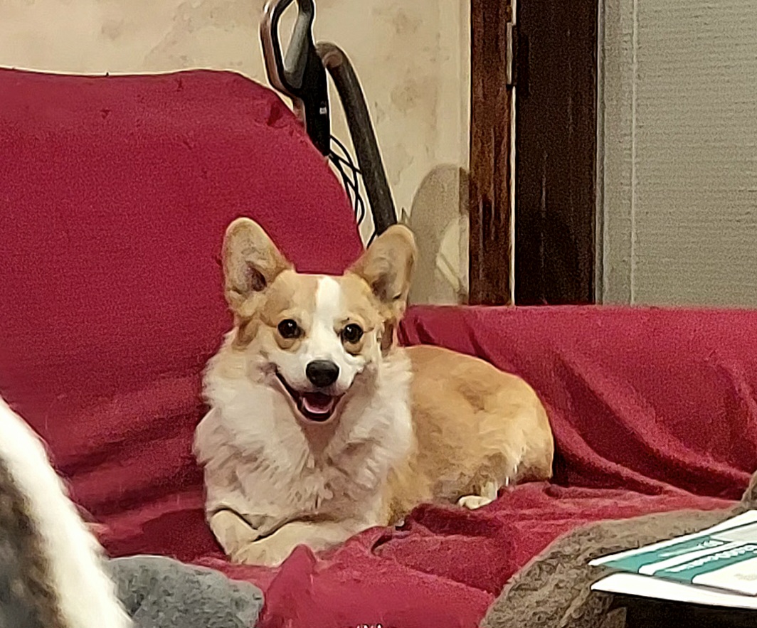 Pembroke Welsh Corgi Puppies from Rees Corgis