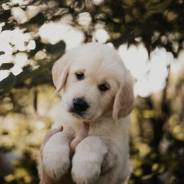 Golden Retriever Puppies from Rosemary Goldens
