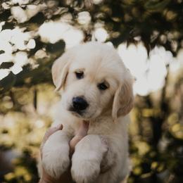 Golden Retriever Puppies from Rosemary Goldens
