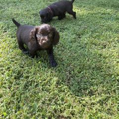 Boykin Spaniel Puppies from Able Elite Canines