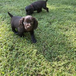 Boykin Spaniel Puppies from Able Elite Canines