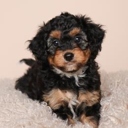 Toy Story's Dolly - Black tri-color female Assorted Doodle Crosses puppy in Tillamook, Oregon from Oregon Bordoodles