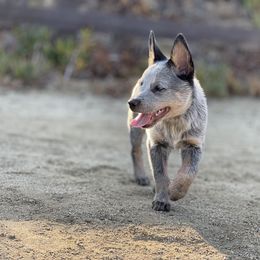Australian Cattle Dog Puppies from Tin Roof Australian Cattle Dogs