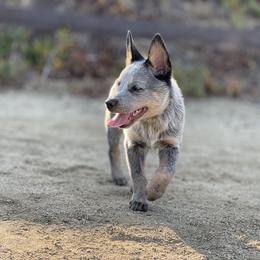 Australian Cattle Dog Puppies from Tin Roof Australian Cattle Dogs