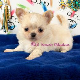 Sparrow - Cream and white male Chihuahua puppy in Anderson, South Carolina from Lil Treasures Chihuahuas