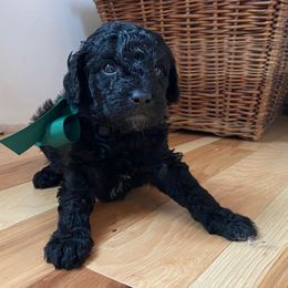 Spruce - Black male Goldendoodle puppy in Eaton, Ohio from Dezi’s Sonshine Doodles