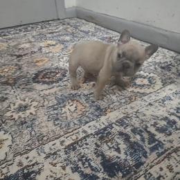 Nacho - Blue fawn male French Bulldog puppy in Belvidere, Nebraska from Amore Kennel